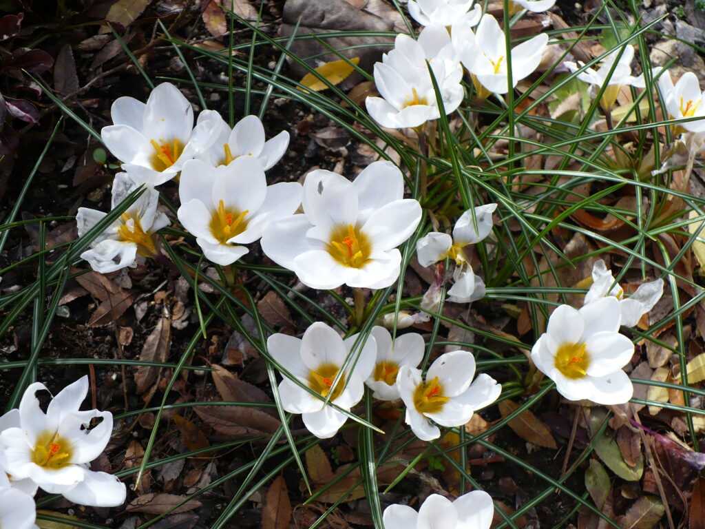 white crocus