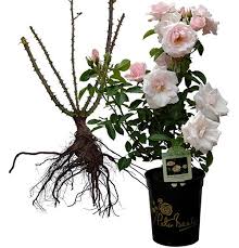 bare root rose