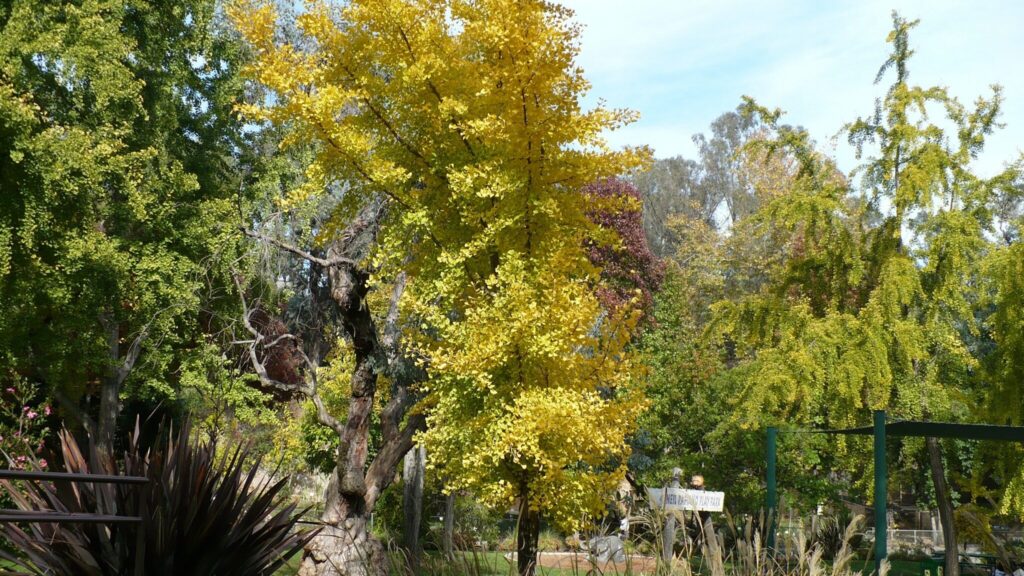 A tree with yellow leaves in the middle of a park.