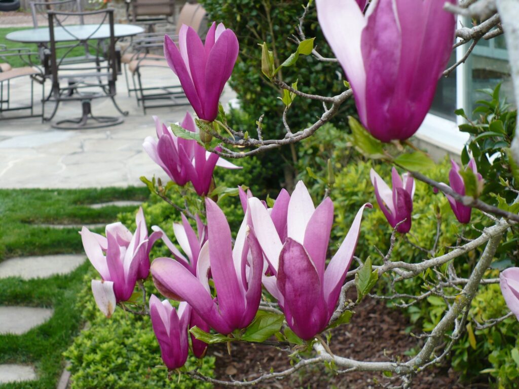 A close up of some purple flowers in the grass.