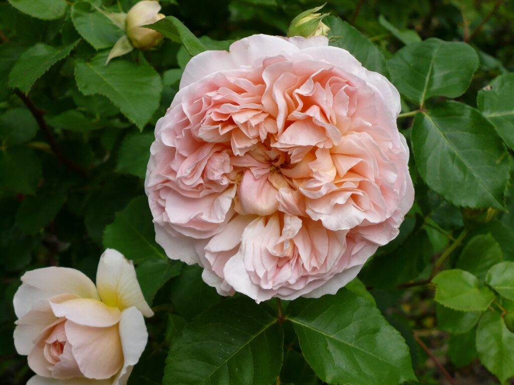 rosa 
'abraham darby'