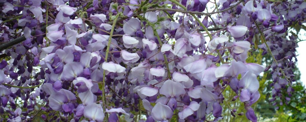 wisteria floribunda photo