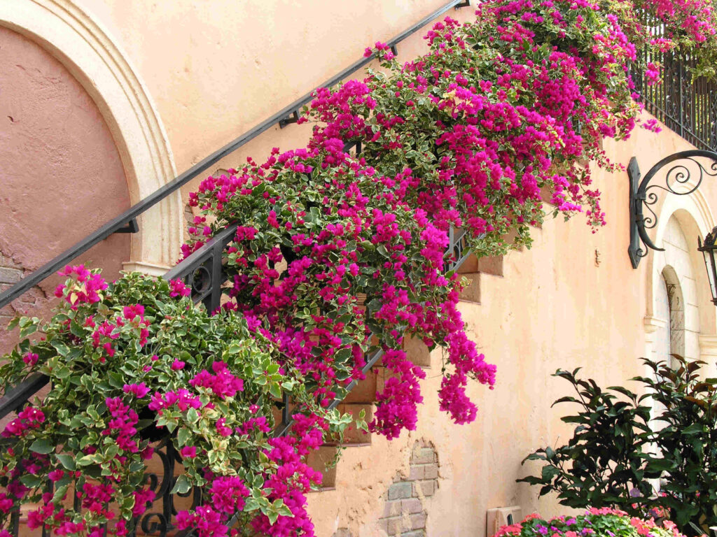 bougainvillea