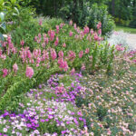 perennial border at garvin gardens