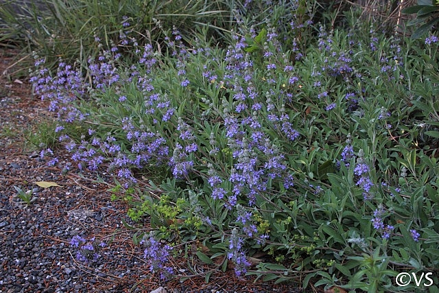 flowering sage is one of a bee's favorite plants