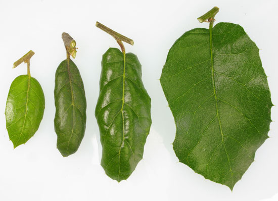 Coast Live Oak leaves