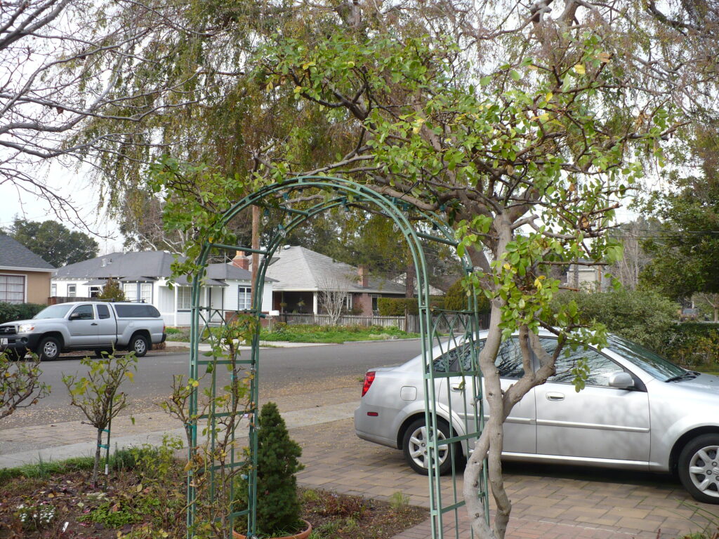 pruned climbing rose