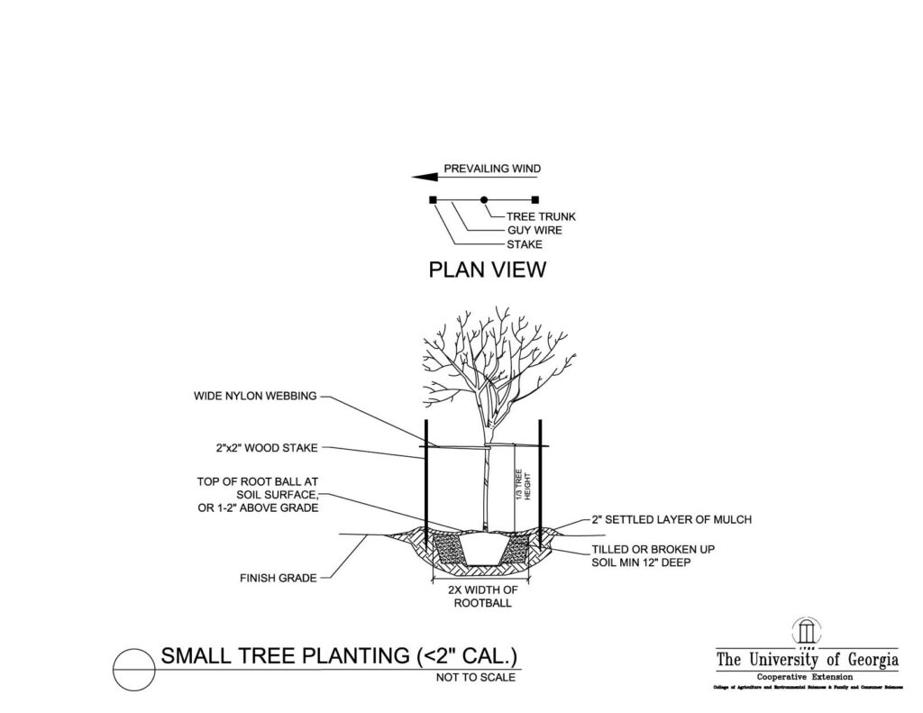 tree staking and planting detail