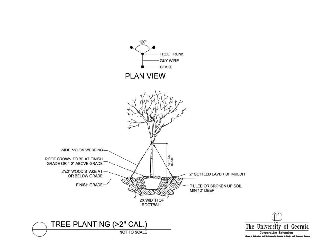 tree staking and planting