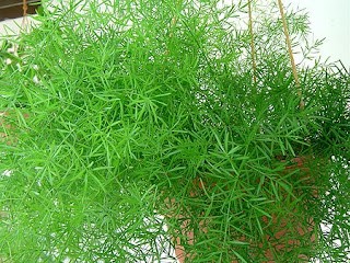 asparagus fern