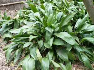 aspidistra