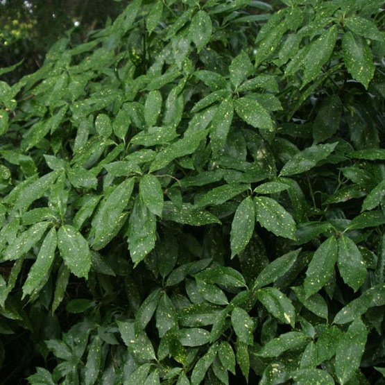 aucuba japonica