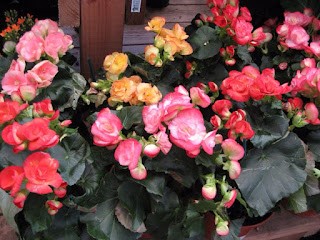 tuberous begonias