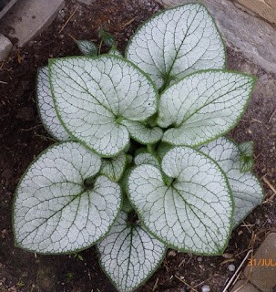 brunnera