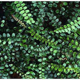 button fern