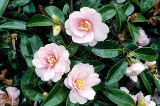 camellia japonica