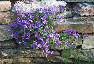 campanula murialis