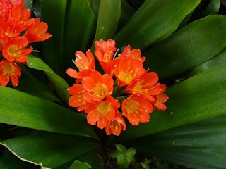 clivia miniata