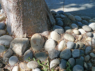 cobbles around a tree crown