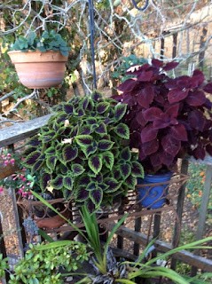 coleus- mixed hybrids