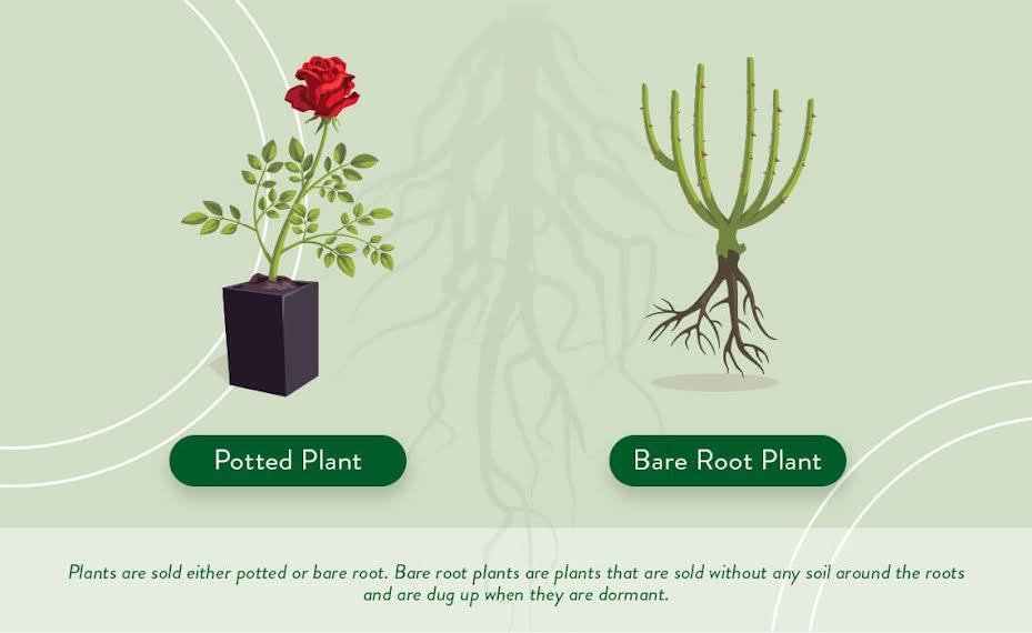 diagram of bareroot versus potted plants