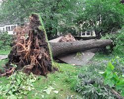 fallen tree with shallow roots