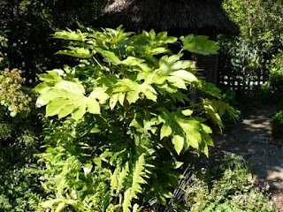 fatsia japonica