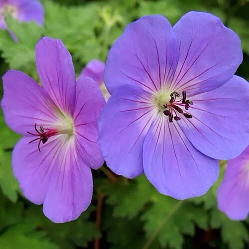 geranium 'johnsons blue'