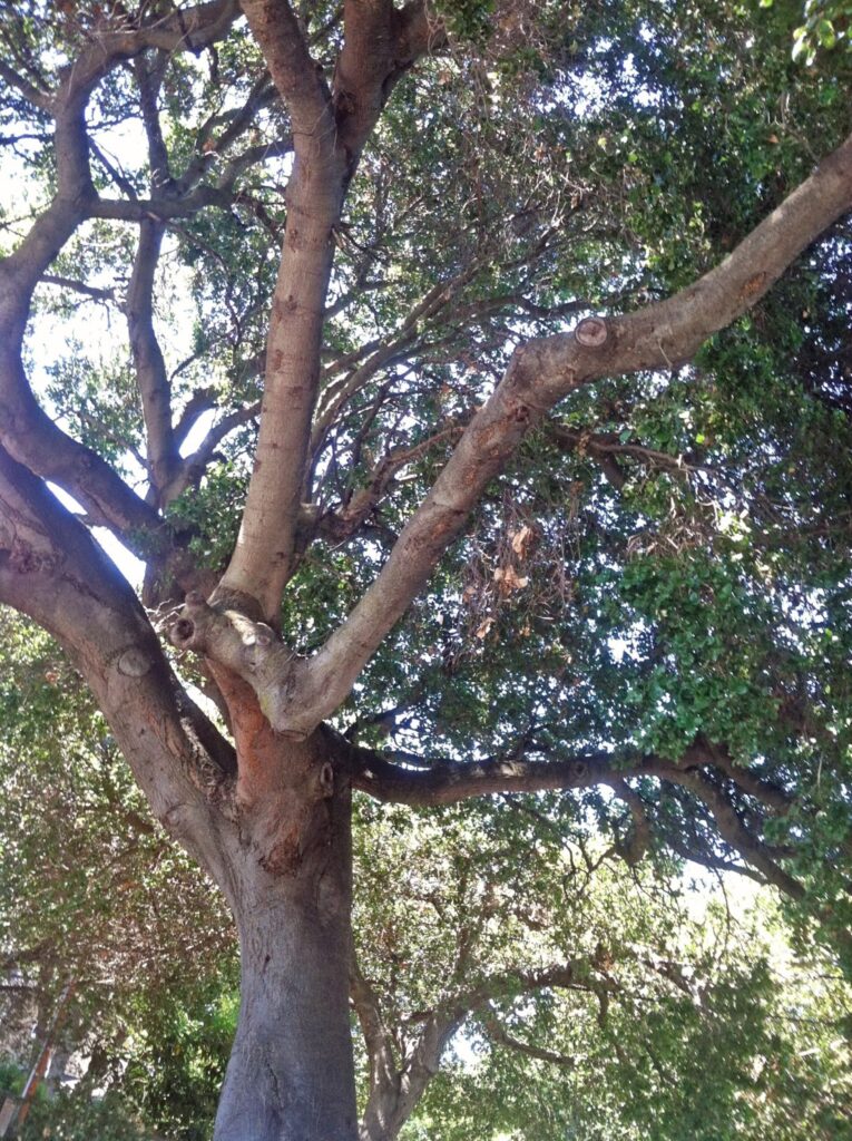 Canopy of Coast Live Oak