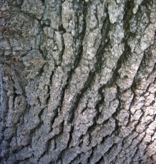 bark of Valley Oak