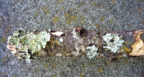 Lichen on an Oak twig