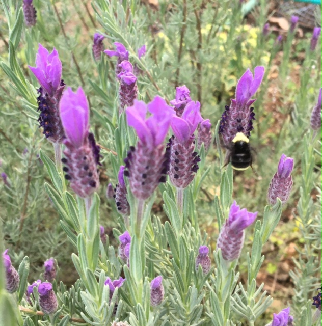 wild bumble bee on lavender flower