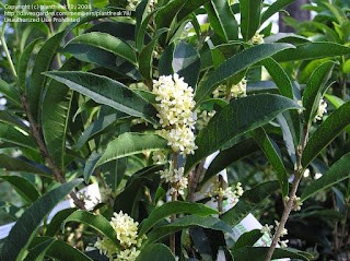 osmanthus fragrans