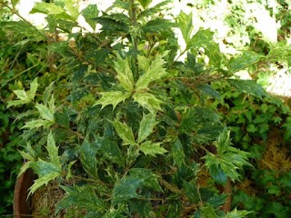 osmanthus goshiki