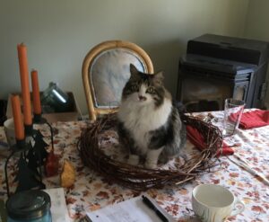 kitty helping with wreath making by sitting in the middle of it!