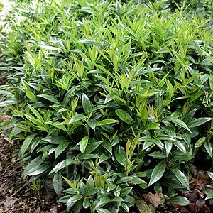 sarcococca humilis