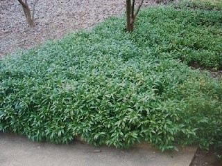 sarcococca humilis