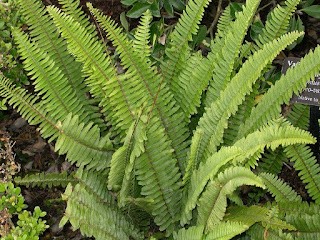 southern sword fern