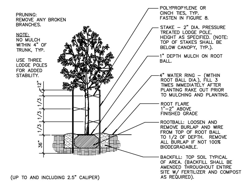 tree staking and planting detail