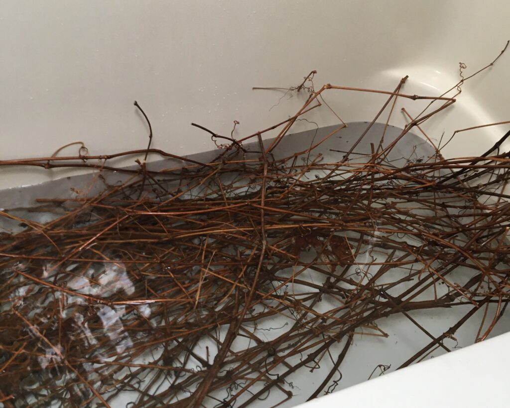 grape vines in bath tub getting cleaned and softened