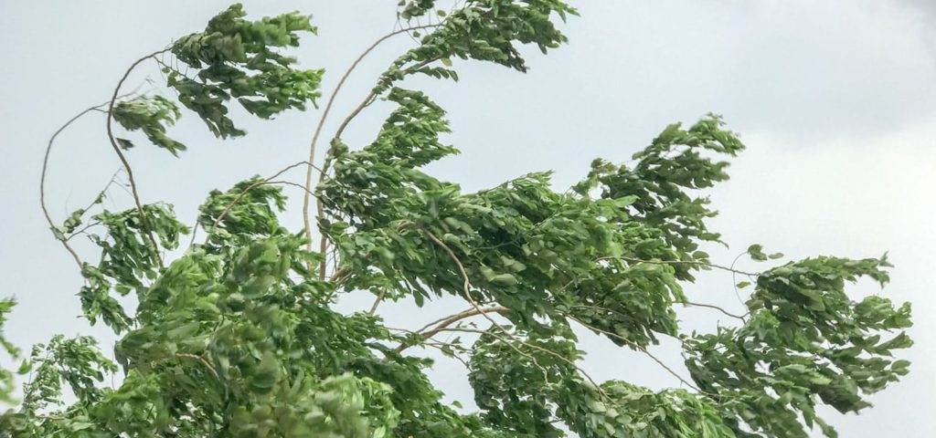 wind in tree