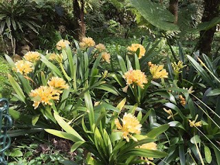 yellow clivia