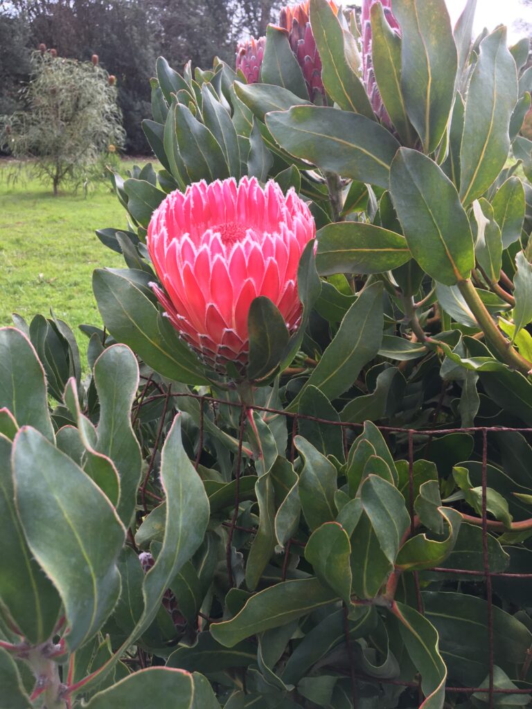 UC Santa Cruz Arboretum- Protea Flower