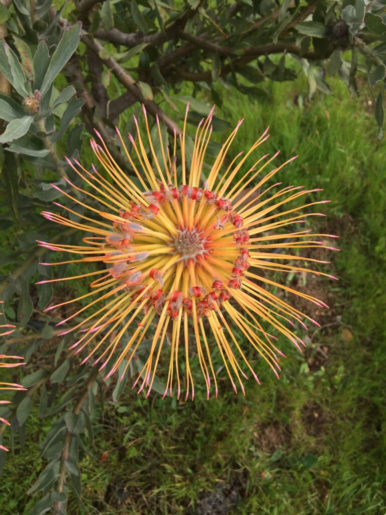 A yellow flower with red center and green leaves