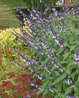 various types of Salvia