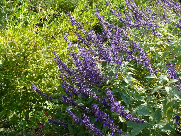 Salvia for hummingbirds