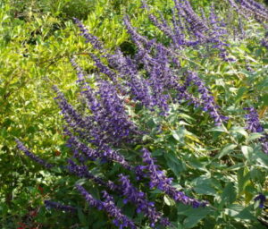 Salvia for hummingbirds