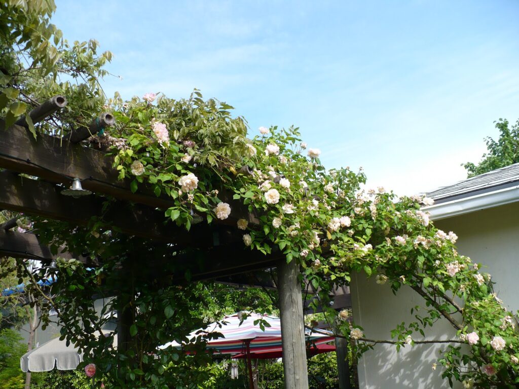 climbing rose on an Arbor