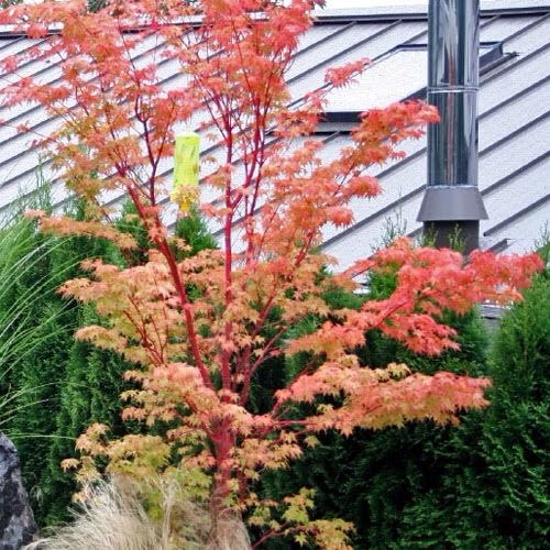 Acer 'Sango Kaku'- Japanese 