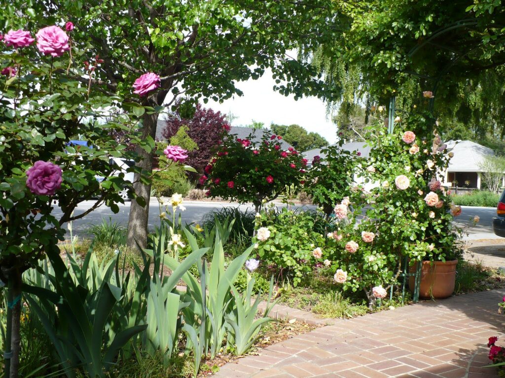 group of roses in a garden setting